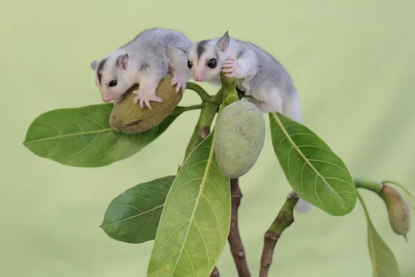 Δύο Νεαρά Ανεμόπτερα Ψάχνουν Για Τροφή Ένα Κλαδί Καρποφόρων Δέντρων — Φωτογραφία Αρχείου