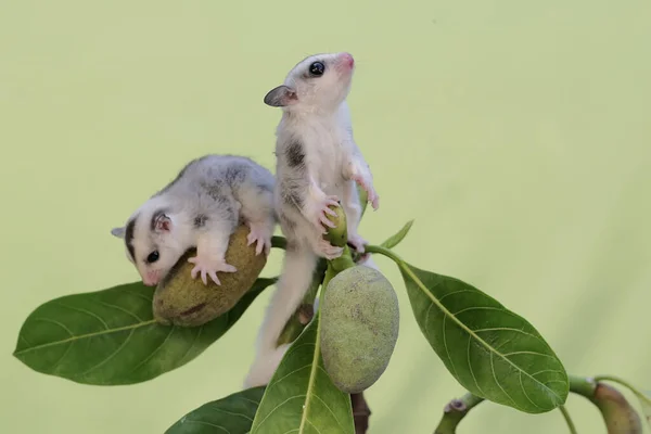 两只年轻的滑翔机正在用覆盖着幼果的核桃树枝寻找食物 这种有袋哺乳动物有一个科学的名字叫 牛尾龙 — 图库照片