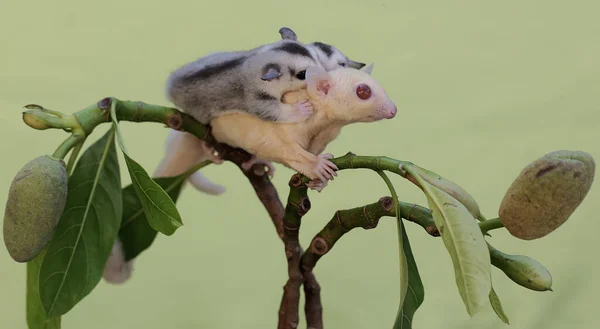一位白化病滑翔机的母亲抱着两个孩子 在一棵盛满了幼果的核桃树上的树枝上寻找食物 这种哺乳动物的学名是 Petaurus Breviceps — 图库照片