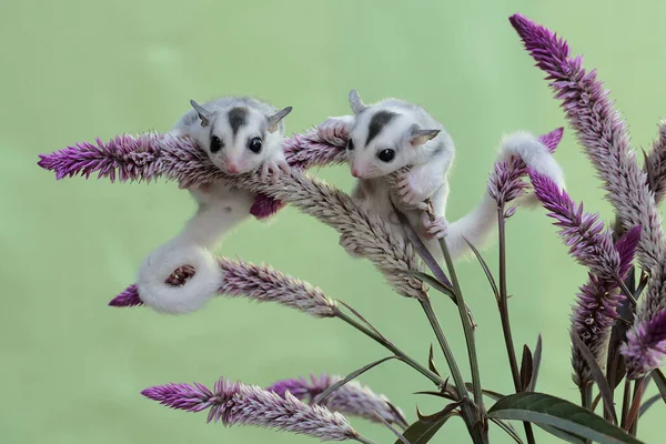 两个年轻的滑翔机正在一棵开花的槟榔树中寻找食物 这种哺乳动物的学名是 Petaurus Breviceps — 图库照片
