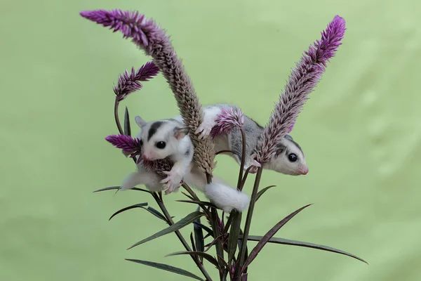 两个年轻的滑翔机正在一棵开花的槟榔树中寻找食物 这种哺乳动物的学名是 Petaurus Breviceps — 图库照片