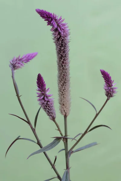 stock image The beauty of the purple betel palm flower that blooms perfectly. This plant has the scientific name Celosia argentea.