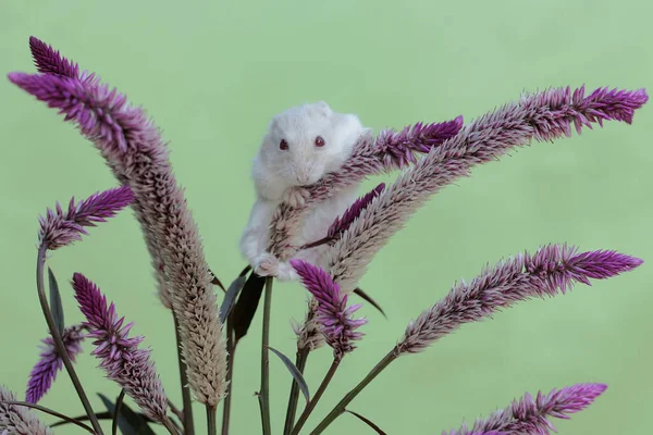 A Campbell dwarf hamster is looking for food on a flowering betel palm tree. This rodent has the scientific name Phodopus campbelli.