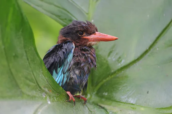 Zimorodka Jawajskiego Grasuje Krzakach Dla Zdobyczy Ten Mięsożerny Ptak Naukowe — Zdjęcie stockowe