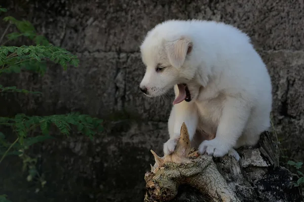 Lindo Cachorro Blanco Puro Descansando Sobre Tronco Árbol Muerto Los — Foto de Stock