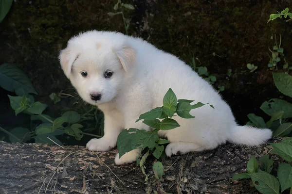 死んだ木の幹の上に純粋な白いかわいい子犬が休んでいます 人間のペットとして一般的に使用されている哺乳類は 科学的な名前を持っていますカニスLupusファミリリス — ストック写真