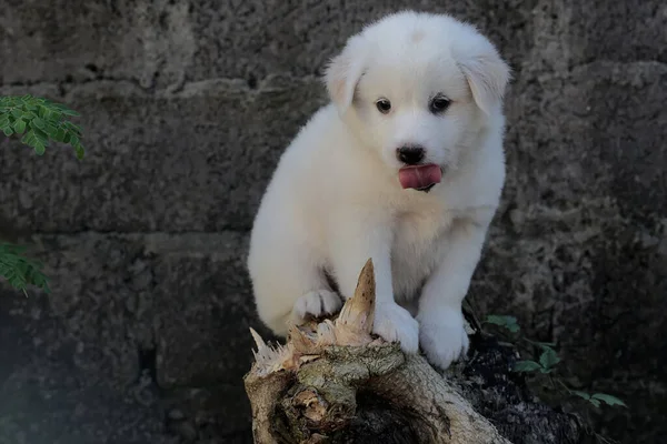 Lindo Cachorro Blanco Puro Descansando Sobre Tronco Árbol Muerto Los — Foto de Stock
