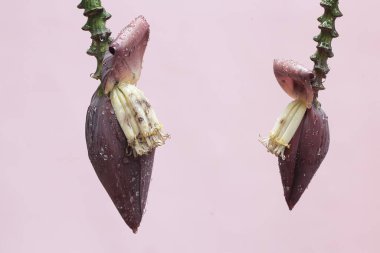 Vahşi yetişen muz çiçeklerinin güzelliği. Meyveleri çok lezzetli ve insanlar için sağlık açısından zengin olan bu bitkinin bilimsel adı Musa Paradisiaca..