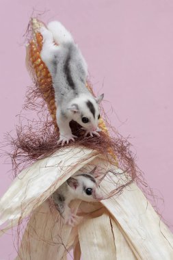 İki genç planör hasat edilmeye hazır mısır yiyor. Bu memelinin bilimsel adı Petaurus breviceps.