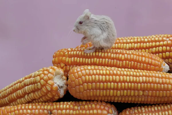 Chomik Campbella Jedzący Świeżo Zebrane Ziarna Kukurydzy Ten Gryzoń Naukowe — Zdjęcie stockowe