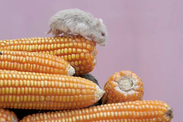 Chomik Campbella Jedzący Świeżo Zebrane Ziarna Kukurydzy Ten Gryzoń Naukowe — Zdjęcie stockowe