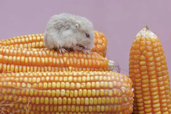 Hamster Nain Campbell Qui Mange Des Grains Maïs Fraîchement Récoltés — Photo
