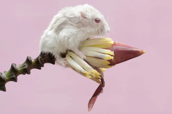 Hamster Enano Campbell Comiendo Flores Plátano Silvestres Este Roedor Tiene — Foto de Stock