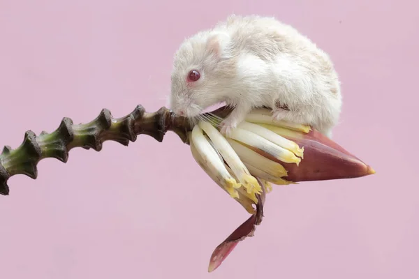坎贝尔仓鼠吃野生香蕉花 这种啮齿动物的学名是Phodopus Campbelli — 图库照片