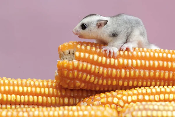 A young sugar glider is eating corn kernels which are ready to be harvested. This mammal has the scientific name Petaurus breviceps.