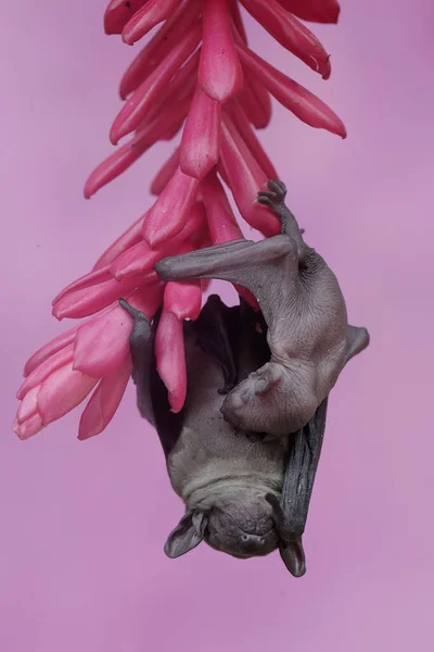 Una Madre Murciélago Fruta Nariz Corta Está Descansando Mientras Sostiene — Foto de Stock