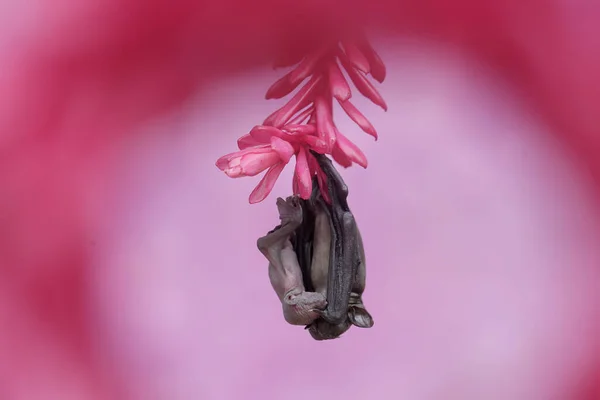 어미짧은 박쥐는 야생화 속에서 새끼를 날으는 포유동물의 이름은 민머리 박쥐이다 — 스톡 사진