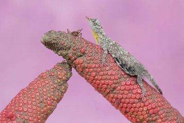 A flying dragon is sunbathing before starting its daily activities. This reptile that moves from one tree to another by sliding has the scientific name Draco volans.