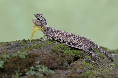 A flying dragon displays aggressive behavior when another reptile enters its territory. This reptile that moves from one tree to another by sliding has the scientific name Draco volans.