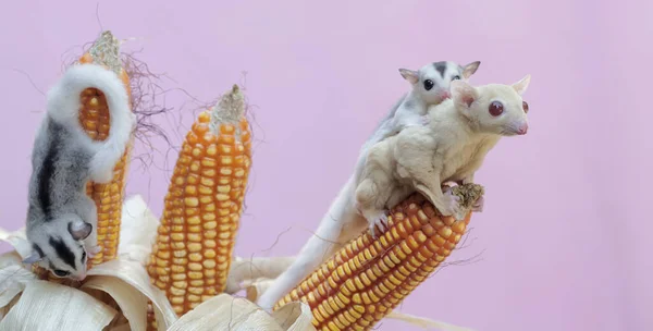 Egy Albínó Cukorsikló Anya Kukoricát Eszik Ami Készen Áll Betakarításra — Stock Fotó