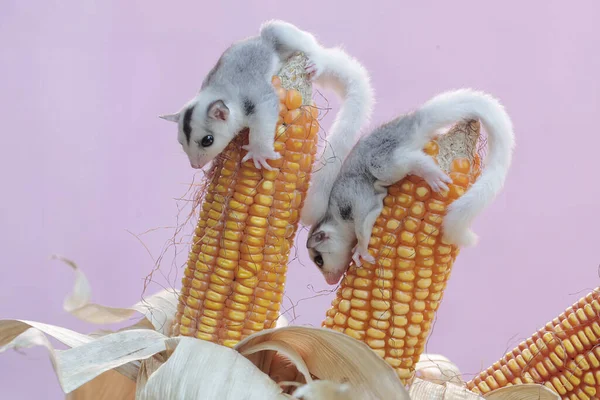 Dwa Młode Cukrowe Szybowce Jedzą Kukurydzę Która Jest Gotowa Zbioru — Zdjęcie stockowe