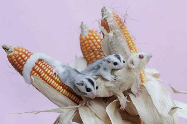 アルビノの砂糖グライダーの母親は 2人の赤ちゃんを抱えている間に収穫できるトウモロコシを食べています この哺乳類の学名はPetaurus Brevicepsです — ストック写真
