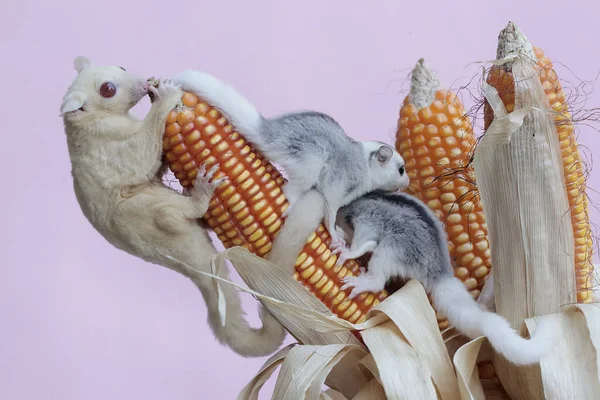 Une Mère Albinos Sucre Planeur Mange Maïs Qui Est Prêt — Photo