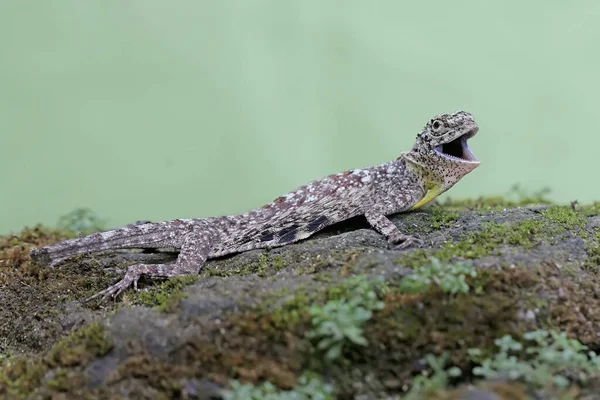 Flying Dragon Displays Aggressive Behavior Another Reptile Enters Its Territory — Stockfoto