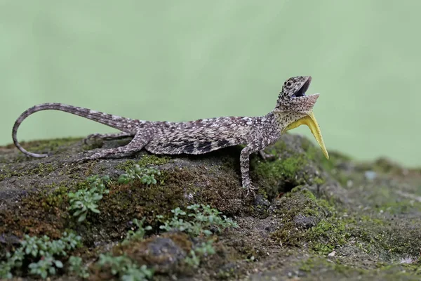 stock image A flying dragon displays aggressive behavior when another reptile enters its territory. This reptile that moves from one tree to another by sliding has the scientific name Draco volans.