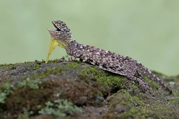 Flying Dragon Displays Aggressive Behavior Another Reptile Enters Its Territory — Stockfoto
