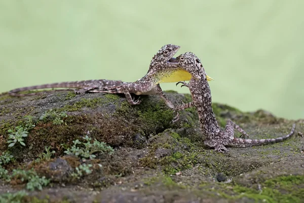 Two Male Flying Dragons Fight Territory Reptile Moves One Tree — Stockfoto