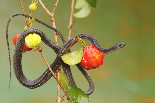 stock image A dragon snake is looking for prey on a barbados cherry tree branch filled with fruit. This reptile has the scientific name Xenodermus javanicus.