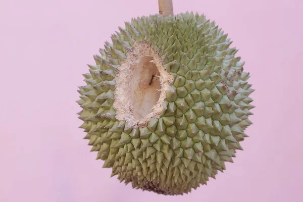 Owoce Duriana Dojrzewają Drzewie Ugryzionym Przez Gryzonia Roślina Naukowe Imię — Zdjęcie stockowe