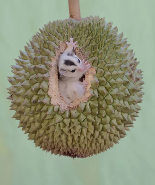 Ein Junger Zuckersegler Isst Eine Reife Durian Frucht Einem Baum — Stockfoto
