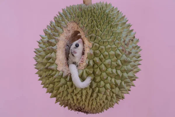 Een Jonge Suikerzweefvliegtuig Eet Een Rijp Duriaans Fruit Aan Een — Stockfoto