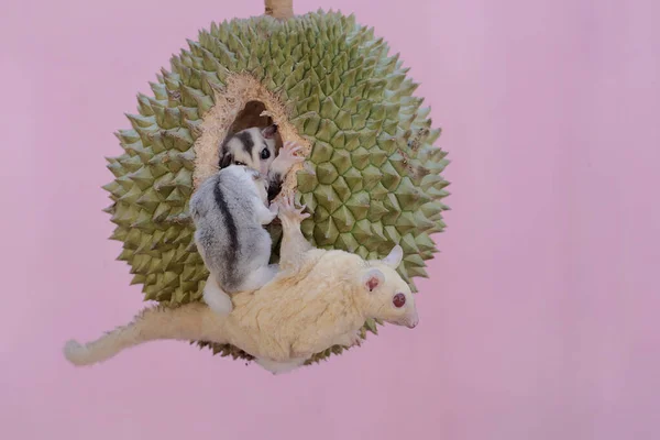 Una Madre Planeadora Azúcar Albina Está Comiendo Una Fruta Duriana — Foto de Stock