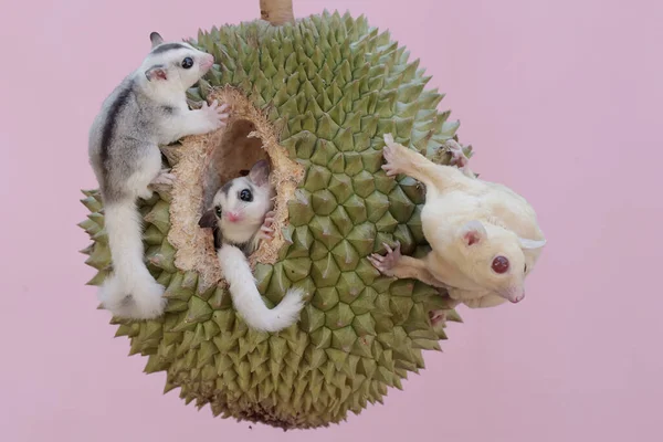 stock image An albino sugar glider mother is eating a ripe durian fruit on a tree with her two babies. This mammal has the scientific name Petaurus breviceps.