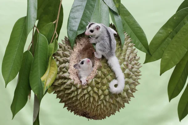 Two young sugar gliders are eating a ripe durian fruit on a tree. This mammal has the scientific name Petaurus breviceps.