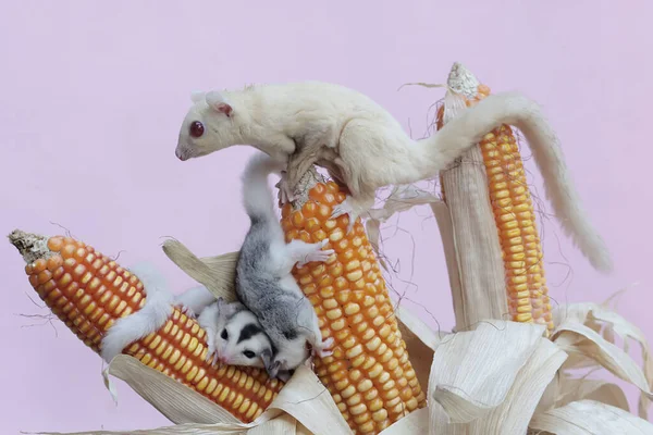 An albino sugar glider mother is eating corn kernels while holding her two babies. This mammal has the scientific name Petaurus breviceps.