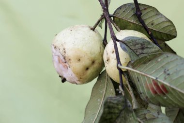 Guava ağacı dalları olgun meyvelerle dolu. Bu bitkinin bilimsel adı Psidium guajava.