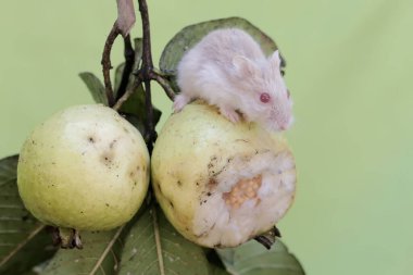 Bir Campbell cüce hamster ağaçta olgun guava yiyor. Bu kemirgenin bilimsel adı Phodopus kampbelli..