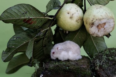 Bir Campbell cüce hamster ağaçta olgun guava yiyor. Bu kemirgenin bilimsel adı Phodopus kampbelli..