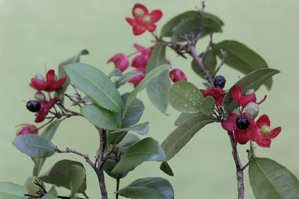 Szépség Karnevál Ochna Virág Amely Teljes Virágzás Ennek Növénynek Tudományos — Stock Fotó