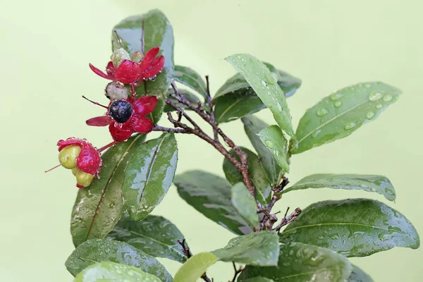 Szépség Karnevál Ochna Virág Amely Teljes Virágzás Ennek Növénynek Tudományos — Stock Fotó