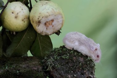 Bir Campbell cüce hamster ağaçta olgun guava yiyor. Bu kemirgenin bilimsel adı Phodopus kampbelli..