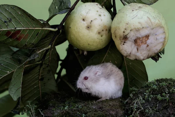 A Campbell dwarf hamster eating a ripe guava on a tree. This rodent has the scientific name Phodopus campbelli.