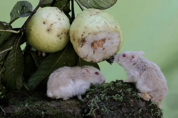 Two Campbell dwarf hamsters eating the ripe guava fruit on the tree. This rodent has the scientific name Phodopus campbelli.