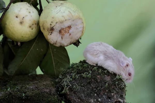 A Campbell dwarf hamster eating a ripe guava on a tree. This rodent has the scientific name Phodopus campbelli.