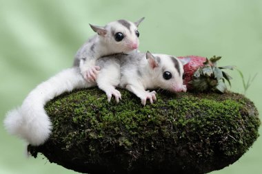 İki genç şeker planörü yere düşen çilekleri yiyorlar. Bu memelinin bilimsel adı Petaurus breviceps.
