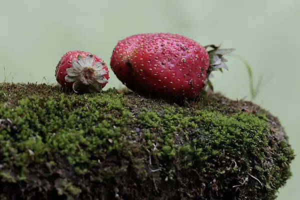 Ripe Strawberries Have Fallen Ground Plant Has Scientific Name Fragaria — Stock Photo, Image